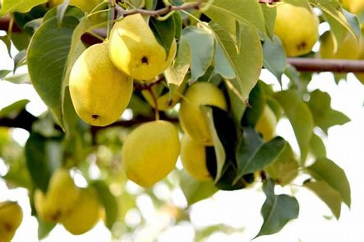 树在南方什么季节施肥合适