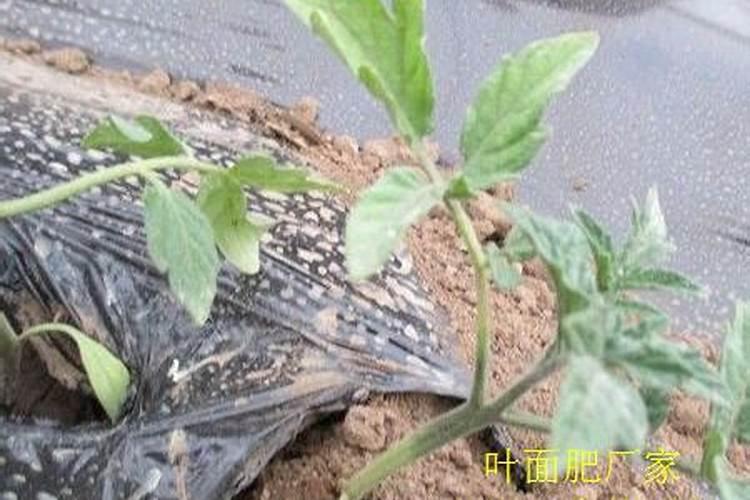 兔粪可以直接做花肥吗