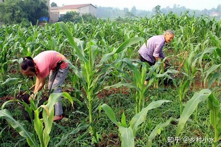 现在玉米冲施肥用什么肥料最好