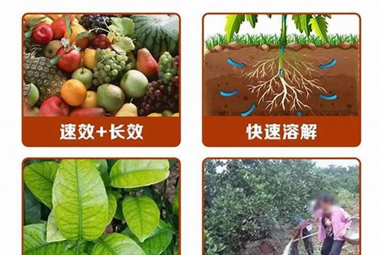 多肉水诱生根方法,生根后如何上盆