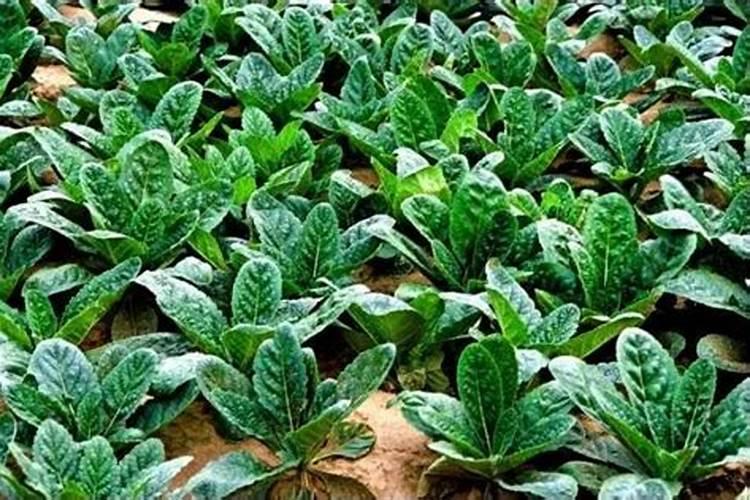 豆角施肥过量枯萎了还能恢复吗？