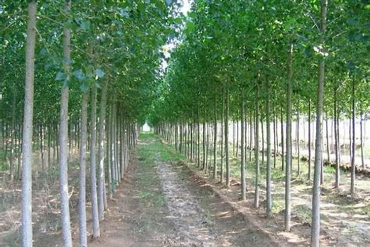 二年的杨树怎样施肥管理 施什么肥长的更旺盛