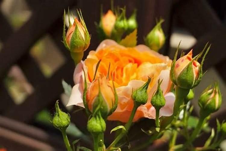 鲁化好阳光生态肥有几种系列？