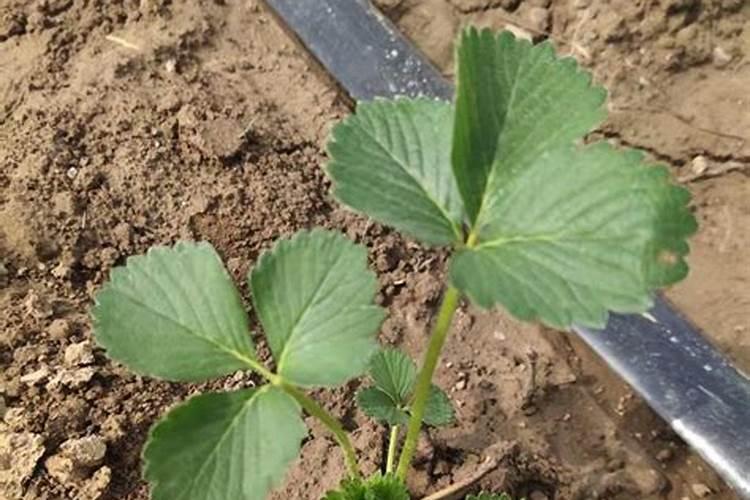 盆栽草莓施肥用什么肥料好