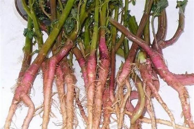 云豆生菜黄瓜韭菜苦菊南瓜 蔬菜施牛,马粪肥可以吗？