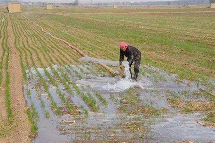 种花肥料:骨粉、马掌哪个好用