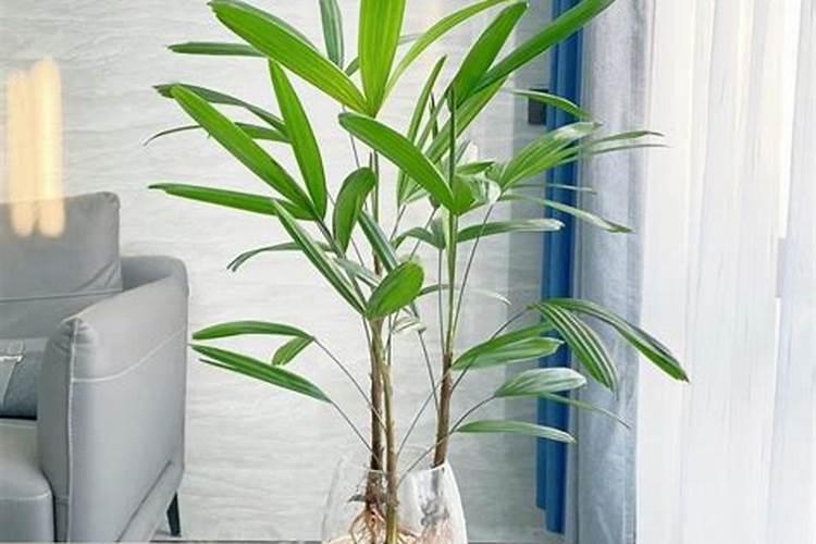 揭秘:海藻有机肥到底好不好？