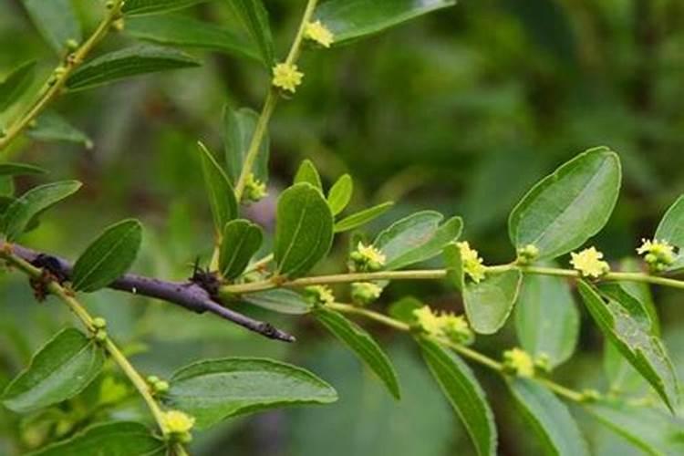 种植红枣的水肥管理技术有哪些 养殖方法总结