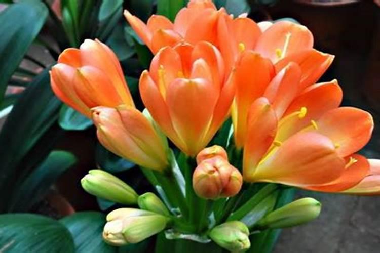 辨别水溶肥真假,这八招绝对好用!