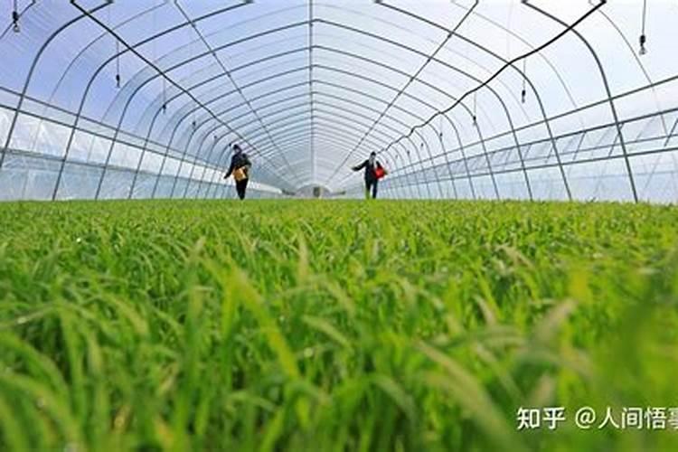 基施每亩35公斤怎么算？