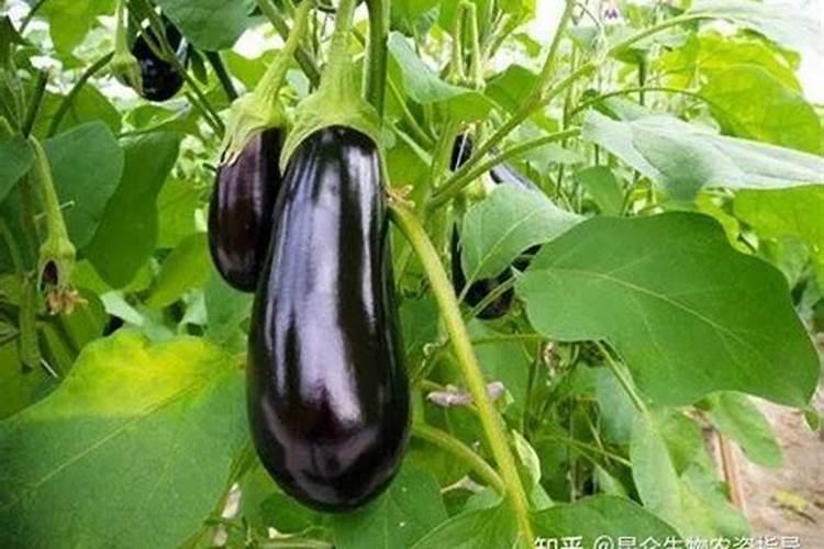 中山市金凯威电器有限公司怎么样？