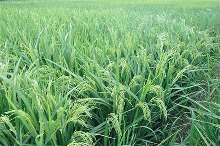茶叶病虫害防治技术与方法措施