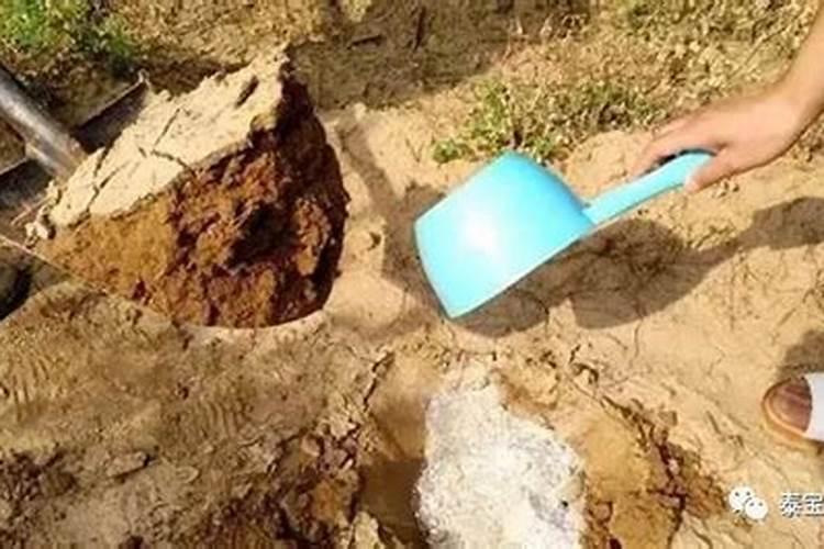 脆蜜金桔为何要尽量少吃