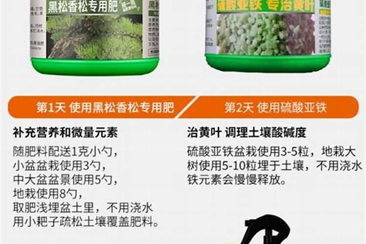黑松施什么肥好