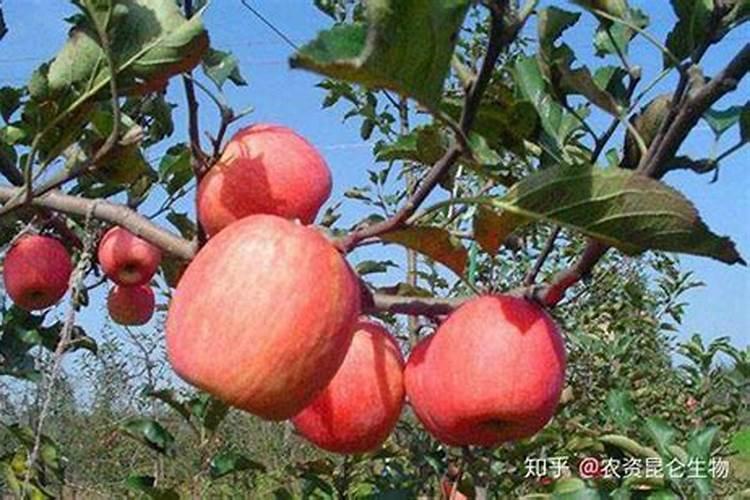 苹果树在八月以后喷什么样的叶面肥对着色最好