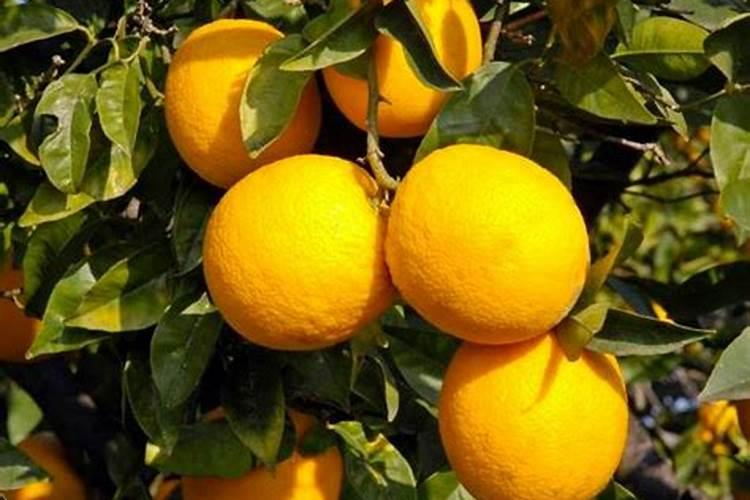 辣椒之所以有辣味其实是为了方便传播还是保护种子