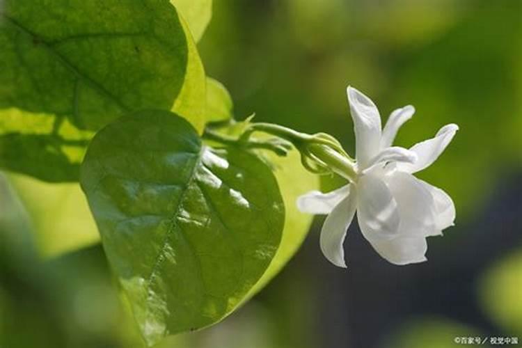微生物菌肥生产厂家