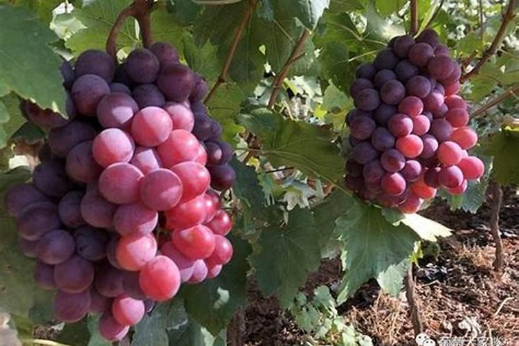 葡萄树如何施肥？