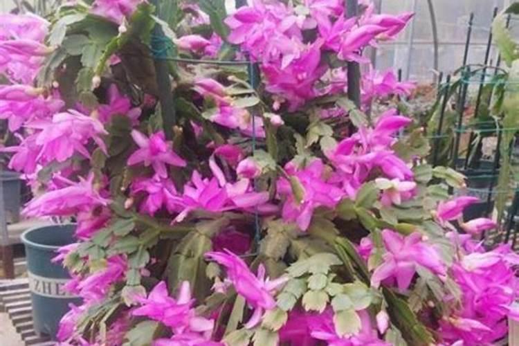 使用丰甜宝颗粒水溶肥有哪些好处？