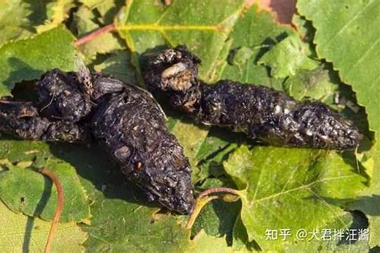 天然的氮磷钾肥有哪些