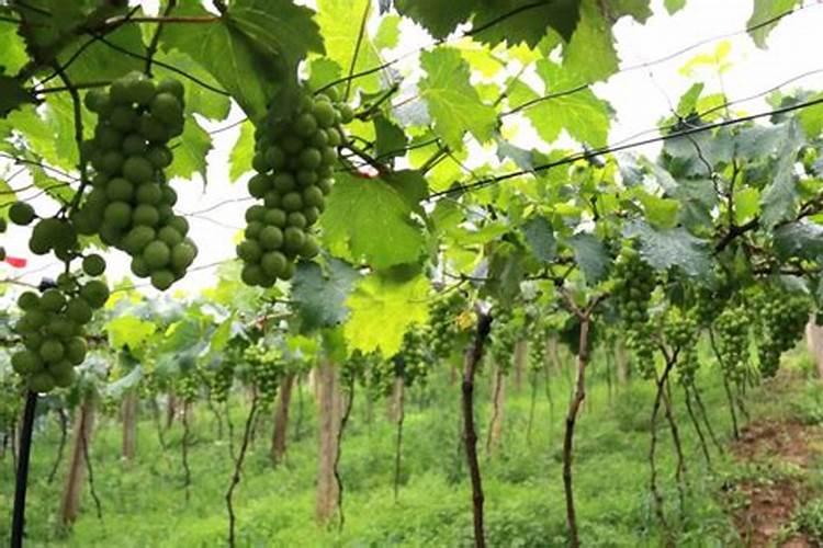 酸性土壤应选钙镁磷肥