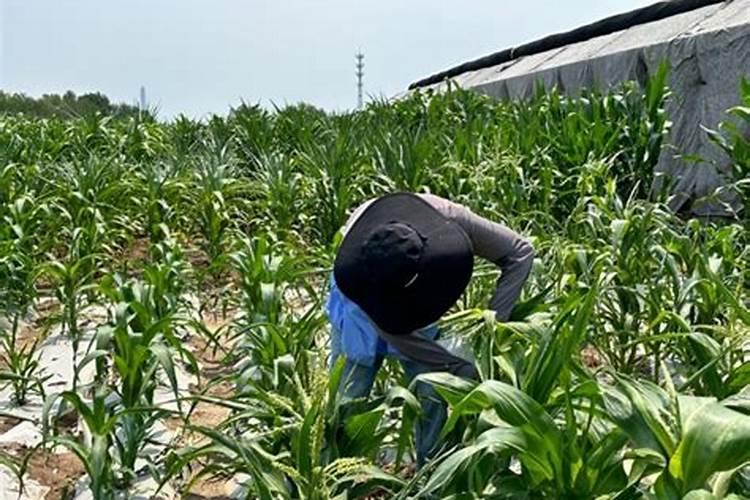 锌肥在玉米上起什么作用呢