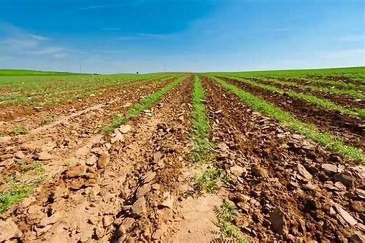 氮肥是什么肥料