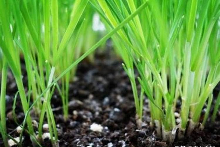 大蒜苗期如何施肥