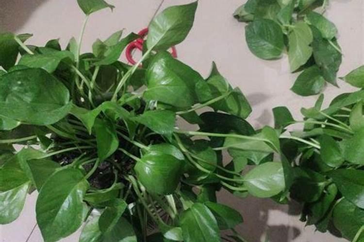 植物浓缩营养液怎么用