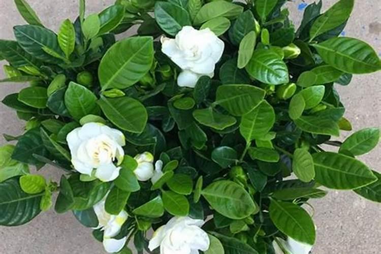 我的栀子花这是怎么了？怎样解决？