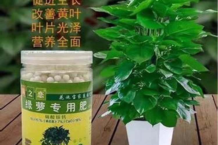 用什么养护绿萝枝条长得挺快
