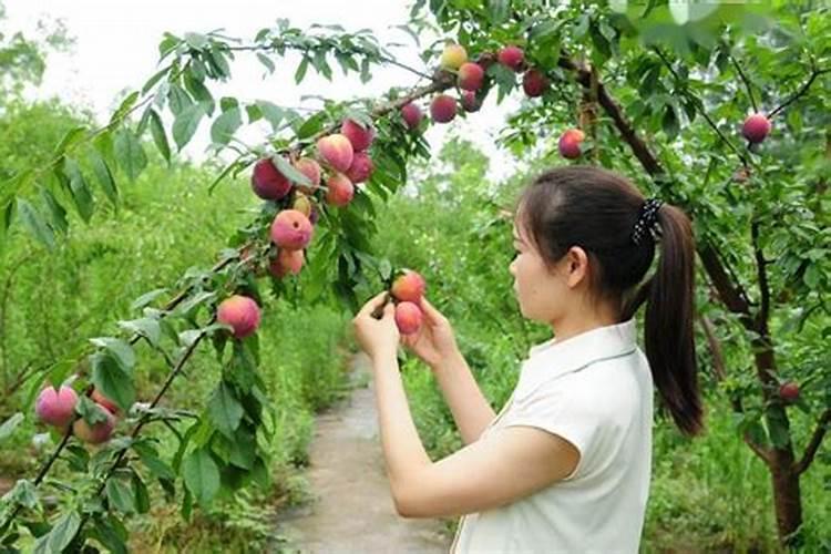 梨子转色期用什么药好