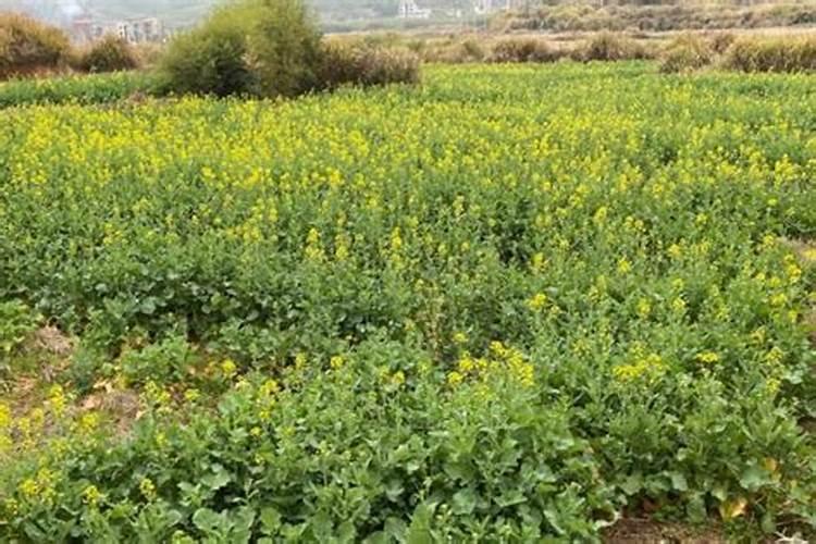 种植油菜成本多少钱花卉百科