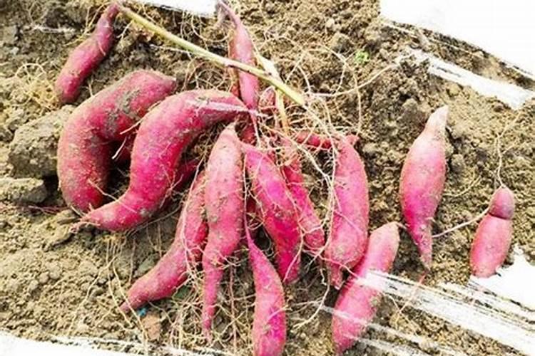 棉花硼肥过量花蕾会死吗