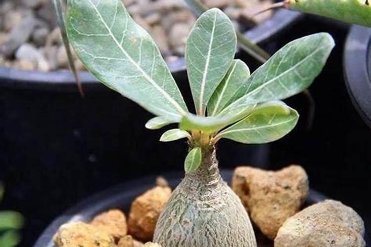 沙漠玫瑰怎样施肥