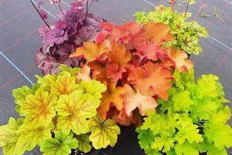 矾根如何才能长得快