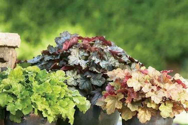 矾根花的养殖方法