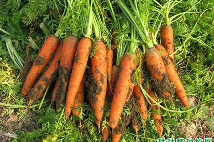 起垄种胡萝卜出苗后怎么施肥