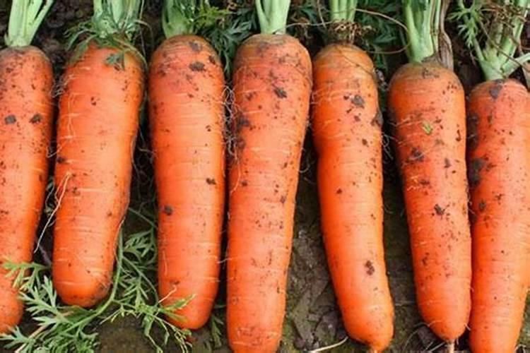 胡萝卜追肥最佳时期