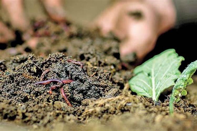 在阳台种菜最好的是用什么肥料 5种超简单好用的肥料方法