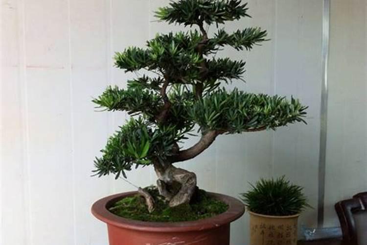 日本罗汉松种了好几年,去年突然不长了,而且好像在慢慢枯萎怎么办百 ...