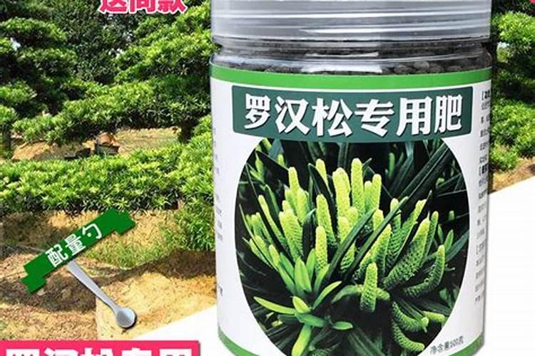 罗汉松矮化增粗,追施复合肥并喷洒矮壮素