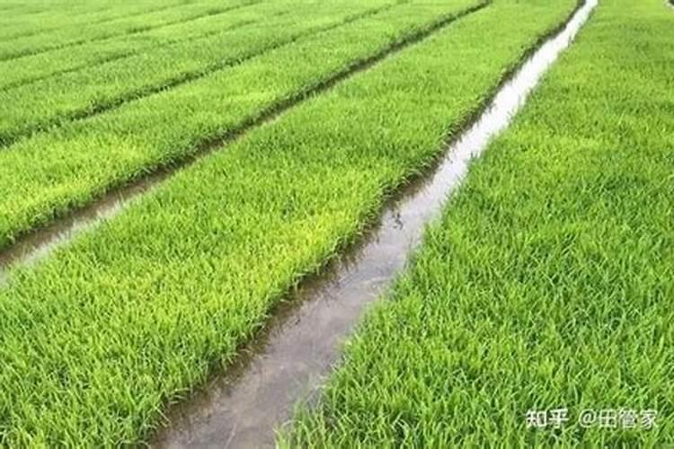 怎样用磷酸二氢钾给花施肥