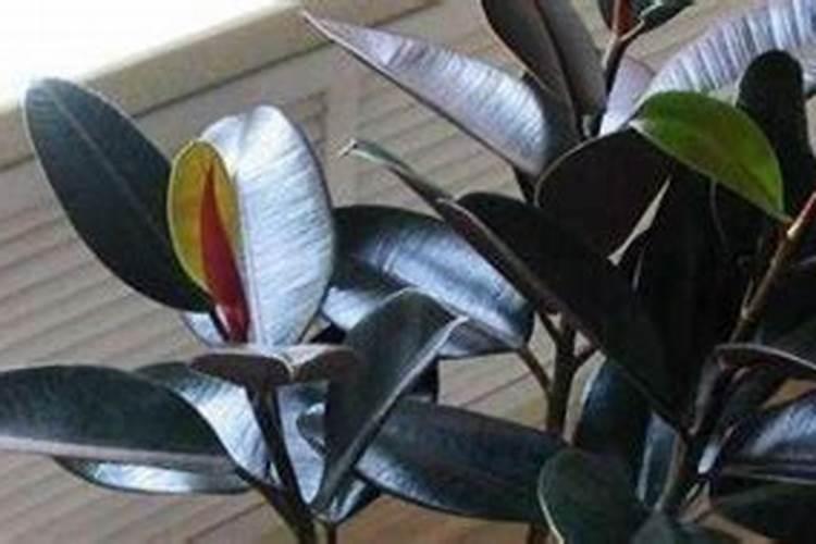 橡皮树怎么施肥