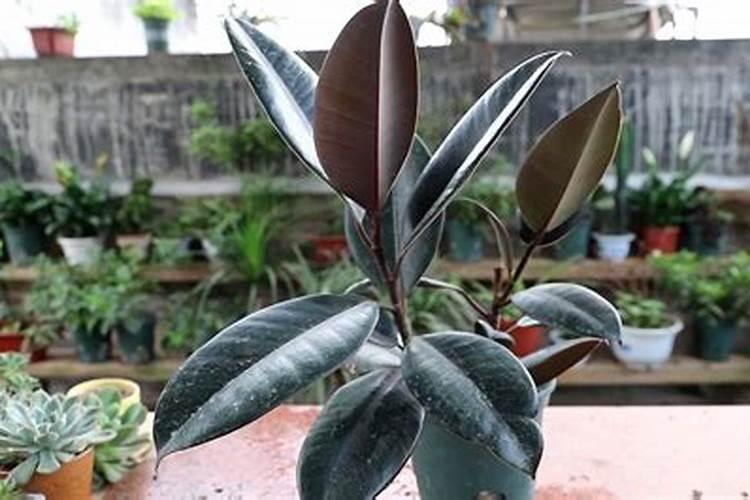 橡皮树怎么施肥