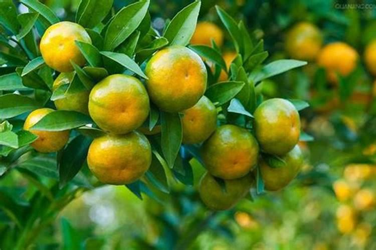 “膨果期”千万别忽略这些元素