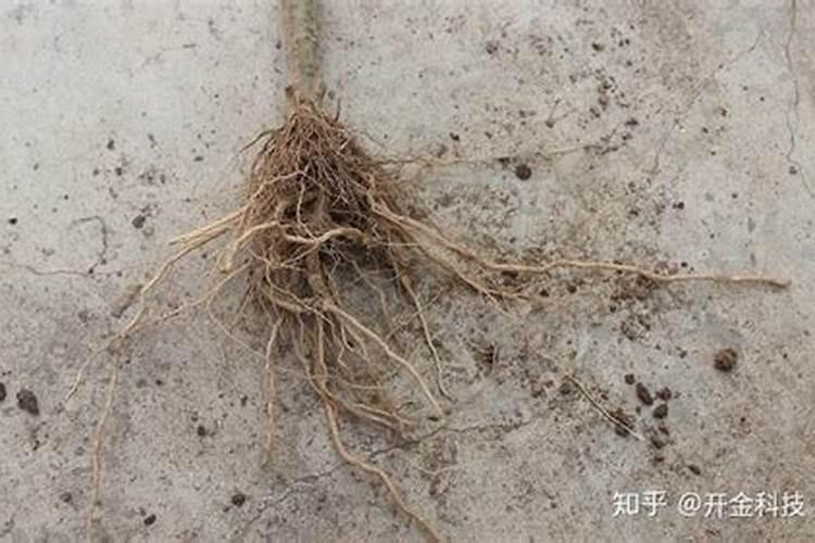 令箭荷花养殖绝招