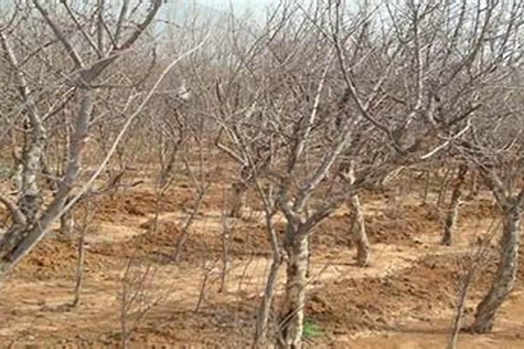 冬季石榴树施肥方法 冬季石榴树如何施肥