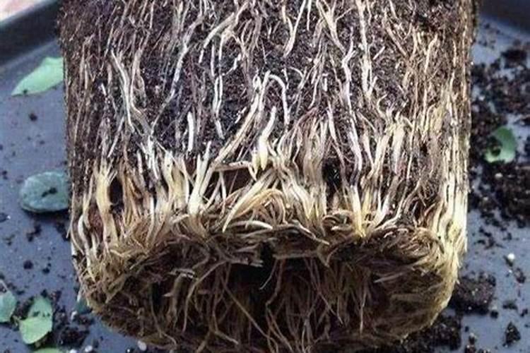 烟草专用肥氮磷钾比