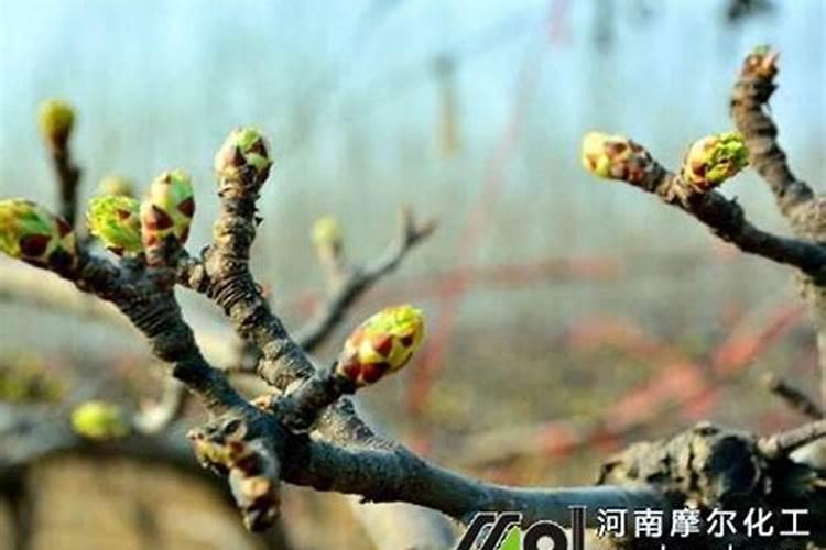 农药氨基酸好的商标名字有哪些